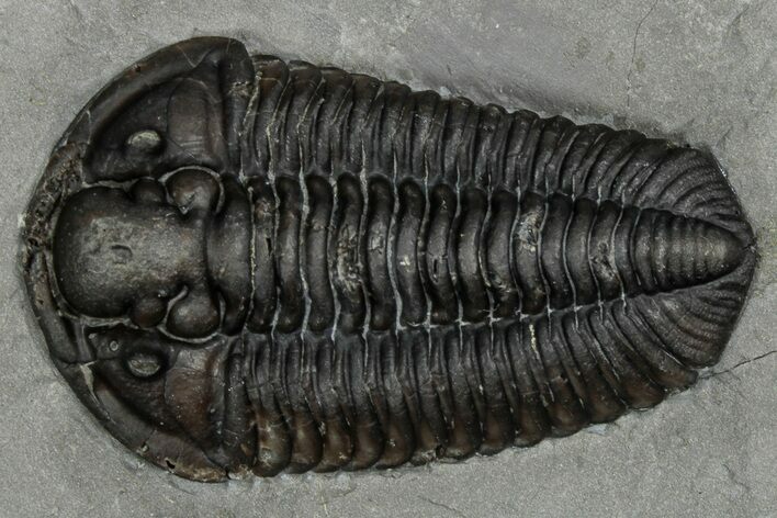 Calymene Niagarensis Trilobite Fossil - New York #357091